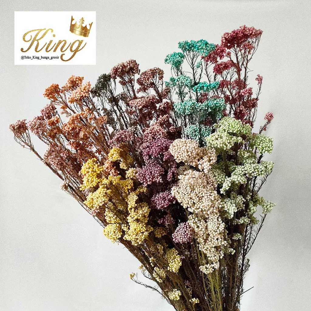 Jual Preserved Rice Flower Colored Warna Bunga Kering Asli Import Dekor ...