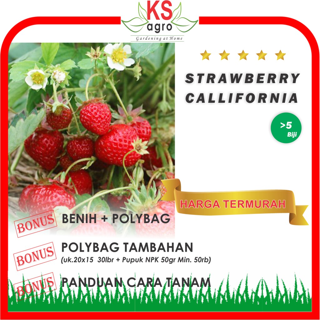 Jual Benih Buah Strawberry Callifornia Bibit Buah Unggul | Shopee Indonesia