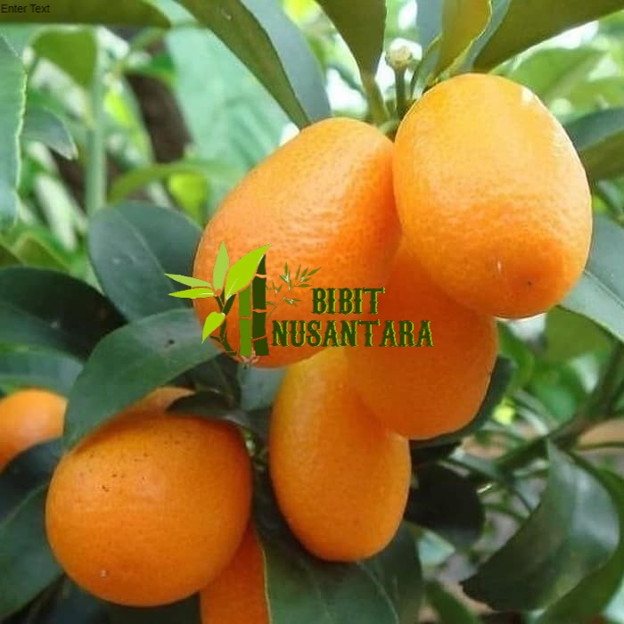 Jual P0k Bibit Jeruk Nagami Okulasi Pohon Jeruk Buah Jeruk Nagami