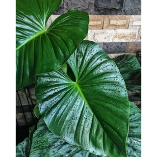 Qirolicha va Tarzan pornosining dahshatli videosida