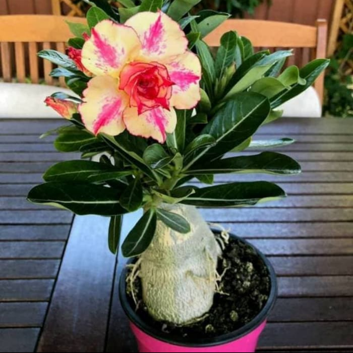 Jual New!! bibit tanaman adenium - bunga orange marmalade | Shopee ...