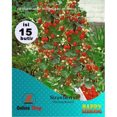 Benih Bibit Buah Strawberry Climbing Rambat