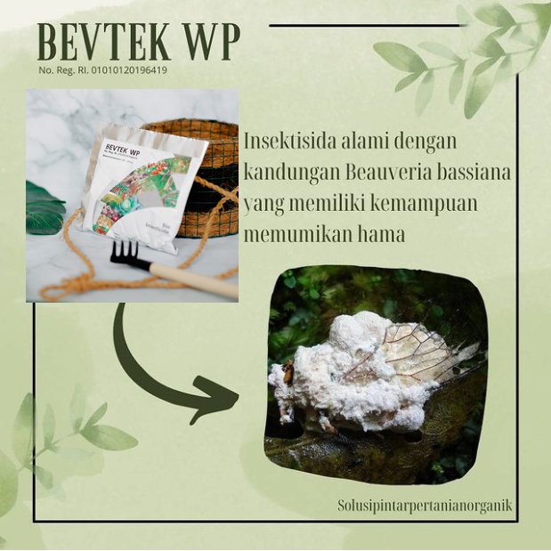 Jual Beauveria Bassiana Bevtek WP 100 gr Pestisida Organik Jamur ...