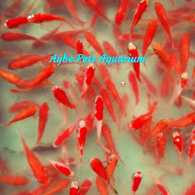 Jual Ikan Hias Komet Slayer Murah Grosir Partai | Shopee Indonesia