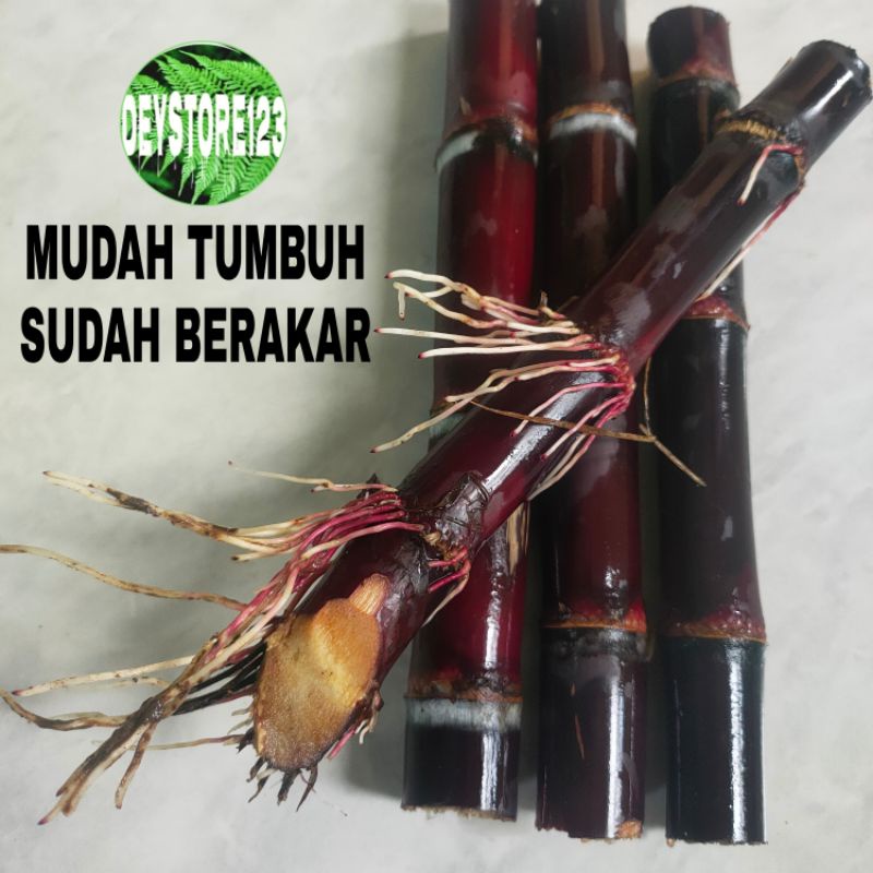 Jual Bibit Tebu Ireng Tebu Hitam 1 Kg Siaf Tanam Shopee Indonesia 0138