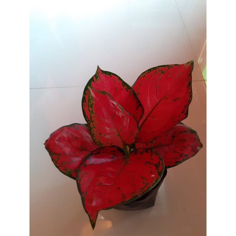 Jual red anja | Shopee Indonesia