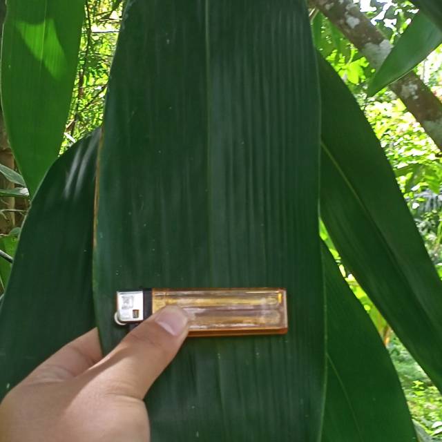 Jual Daum Bambu Jumbo Segar Per Lembar Helai Untuk Bungkus Bakcang