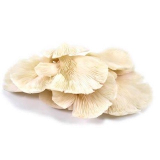 home-aoki-cogumelos-shitake-shimeji-branco-champignon-mushroom-04