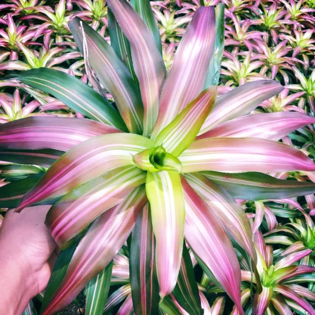 Jual Tanaman hias bromelia tri color | Shopee Indonesia