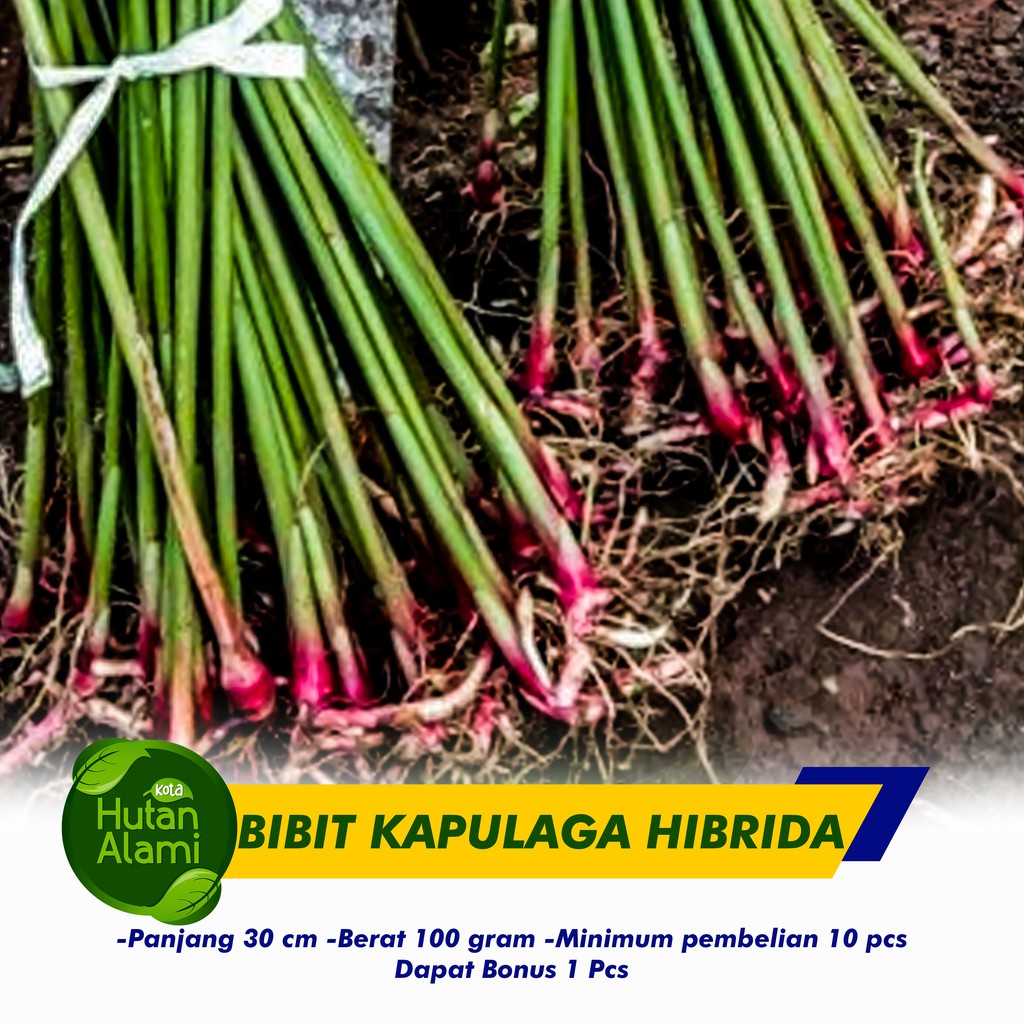 Jual Bibit Kapulaga Hibrida Bibit Kapulaga Lokal Dan Hibrida Buah Lebat Murah Berkualitas 1350