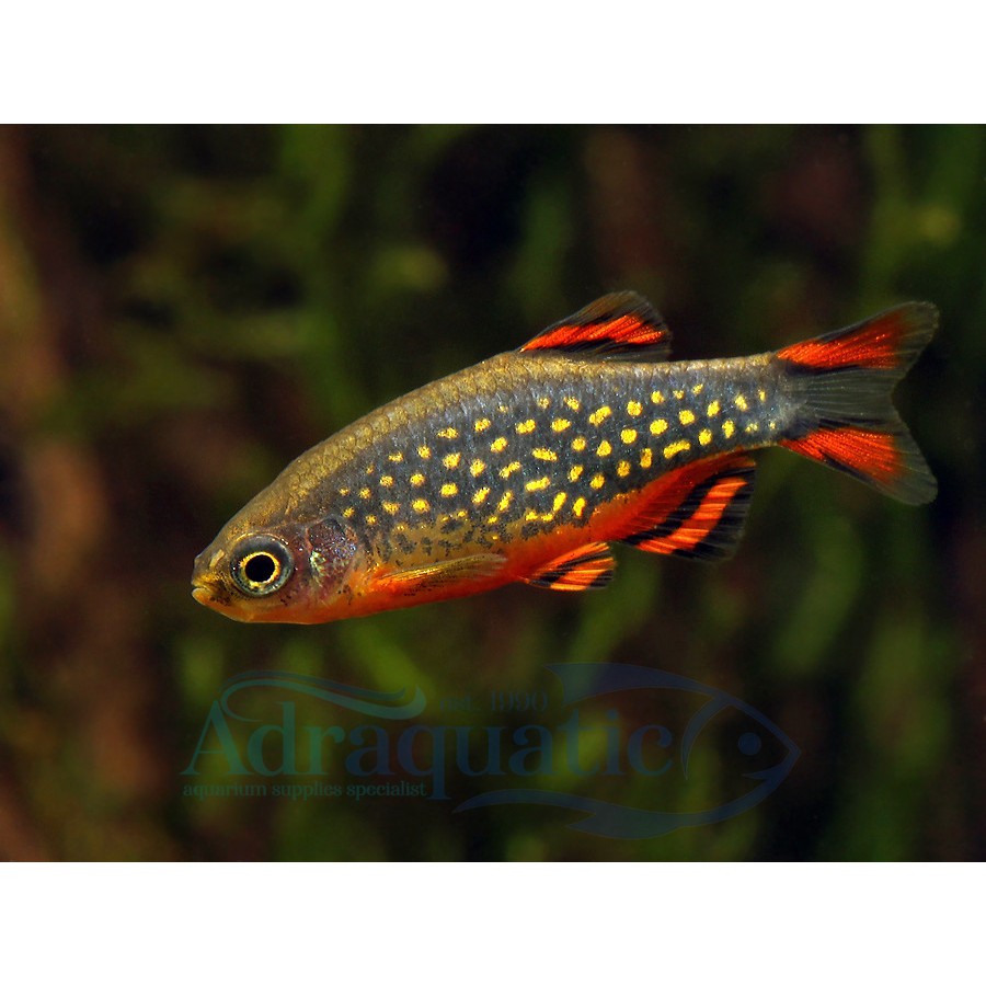 Jual (INSTANT BANDUNG) IKAN HIAS MICRORASBORA SP. GALAXY RASBORA DANIO ...