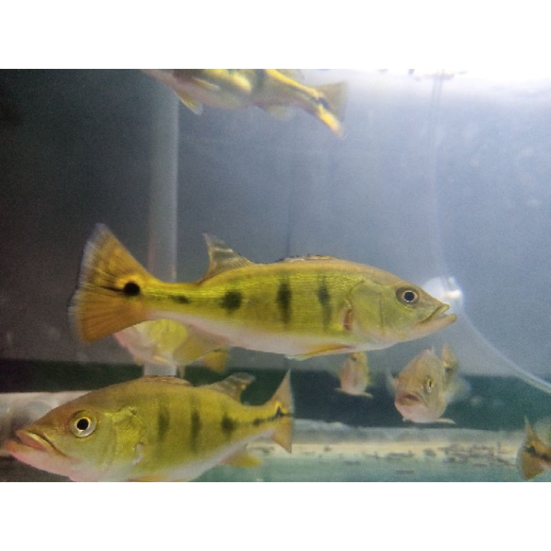 Jual pbass mono size 10-11cm | Shopee Indonesia