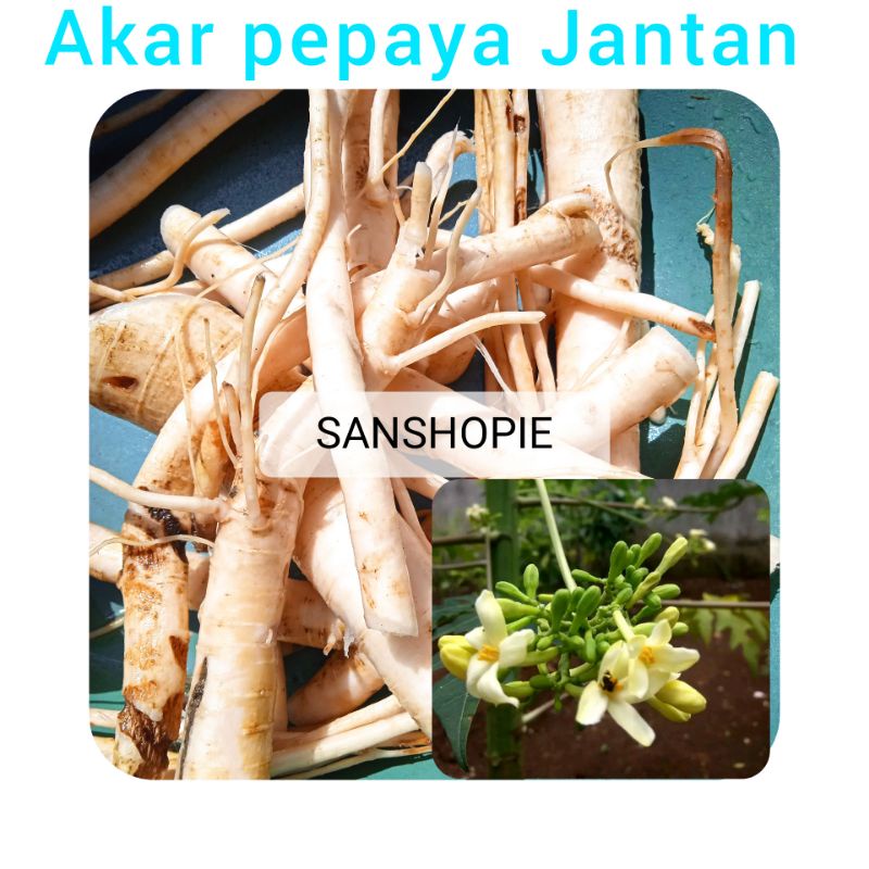 Jual Akar Pepaya Gantunggandul Atau Akar Pepaya Jantan Segar 1 Kg Shopee Indonesia 7484