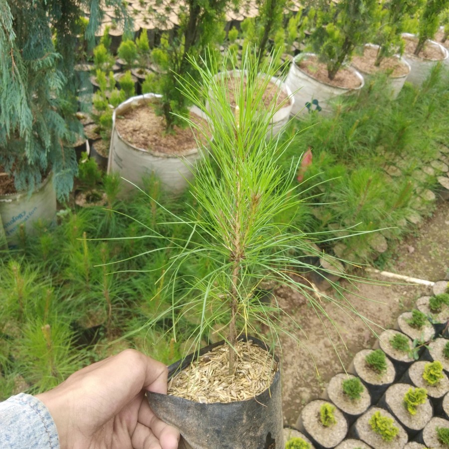 Jual Pohon Pinus Merkusi Bibit Tanaman Hias Shopee Indonesia