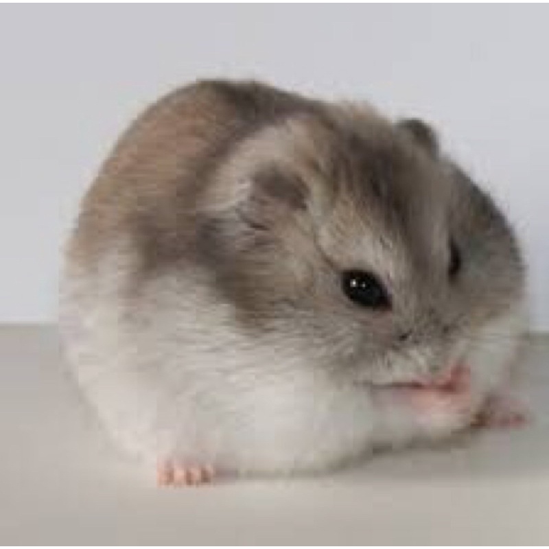 Hamster winter deals white sapphire