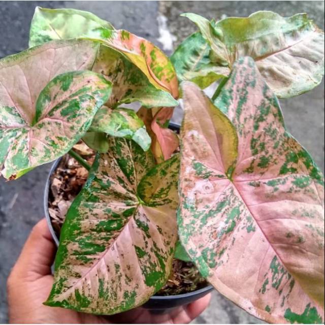 Jual Tanaman Hias Bunga Hidup Syngonium Pink Plackd Shopee Indonesia