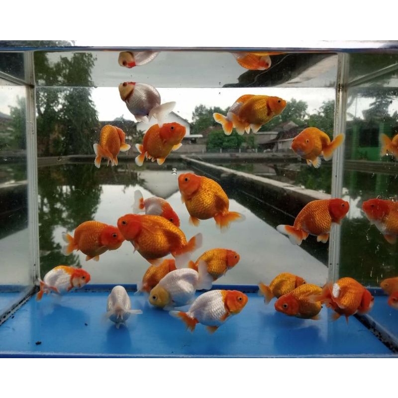 Jual Rancu bufallo red white / ikan mas koki rancu bulat hiasan ...