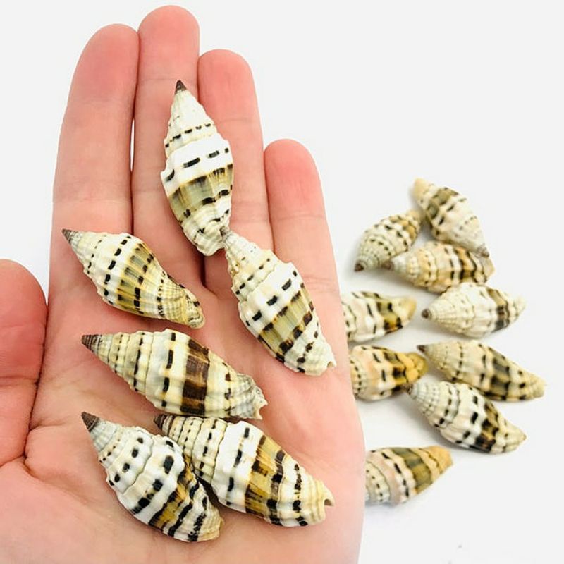 Jual CANGKANG KERANG VEXILLUM SHELL LANGKA KERANG CABEAN | Shopee Indonesia