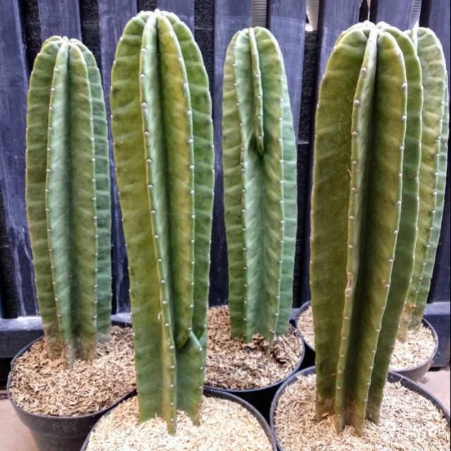 Jual Cactus Koboi / Kaktus Koboi / Kaktus Belimbing | Shopee Indonesia