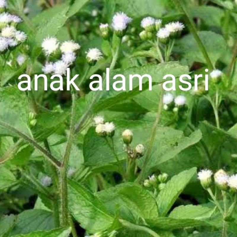 Jual babadotan atau bandotan daun+batang+akar 10 pohon | Shopee Indonesia