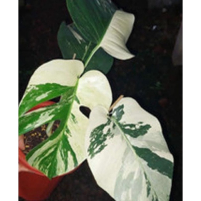 Jual Monstera Albino | Shopee Indonesia