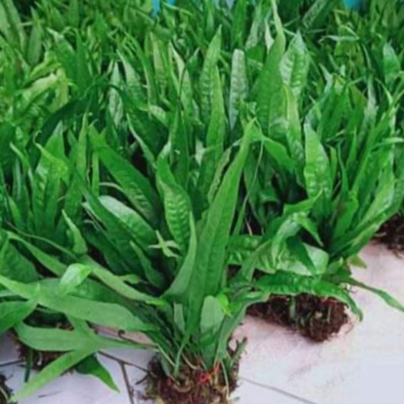 Jual kadaka mini Microsorum isi 15 sampai 20 daun tanan hias aquascape ...