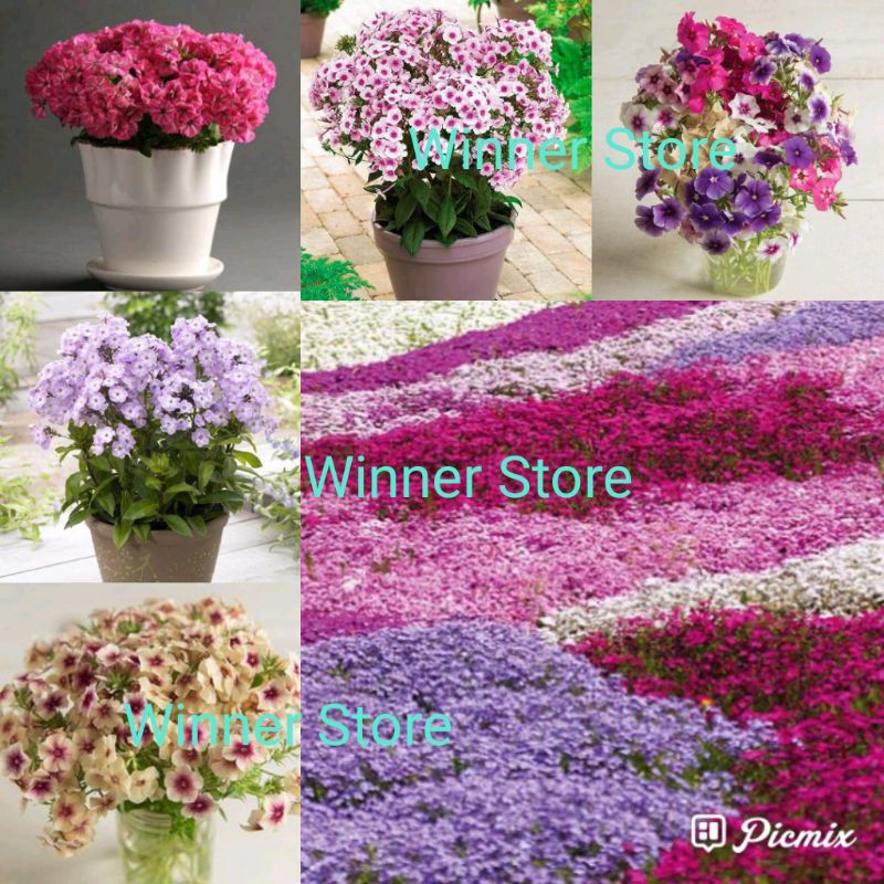 Jual Bibit Benih Bunga Drummond Phlox Mix Butir Shopee Indonesia