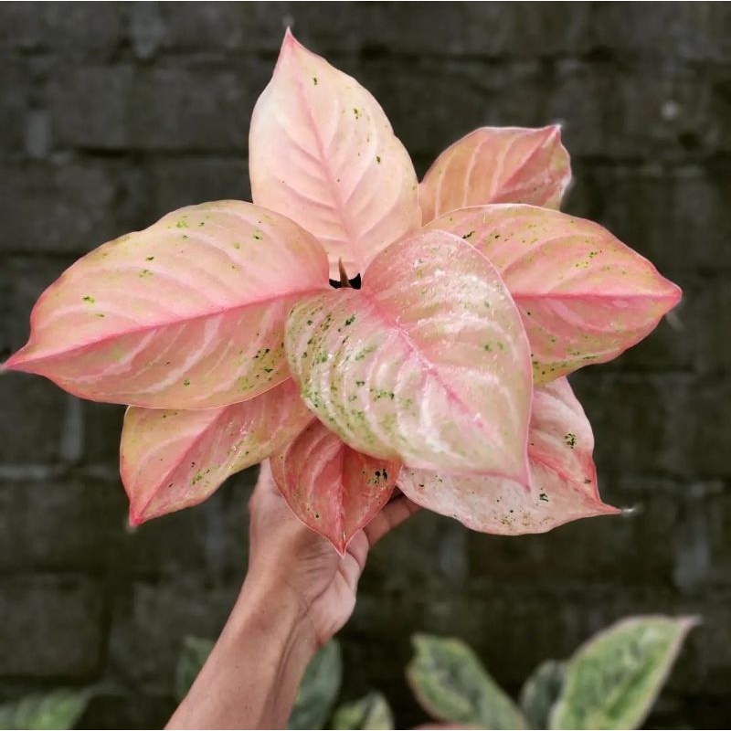 imitation hanging plants Deluxe Real Touch Pothos Fake Hanging Plant main image 0