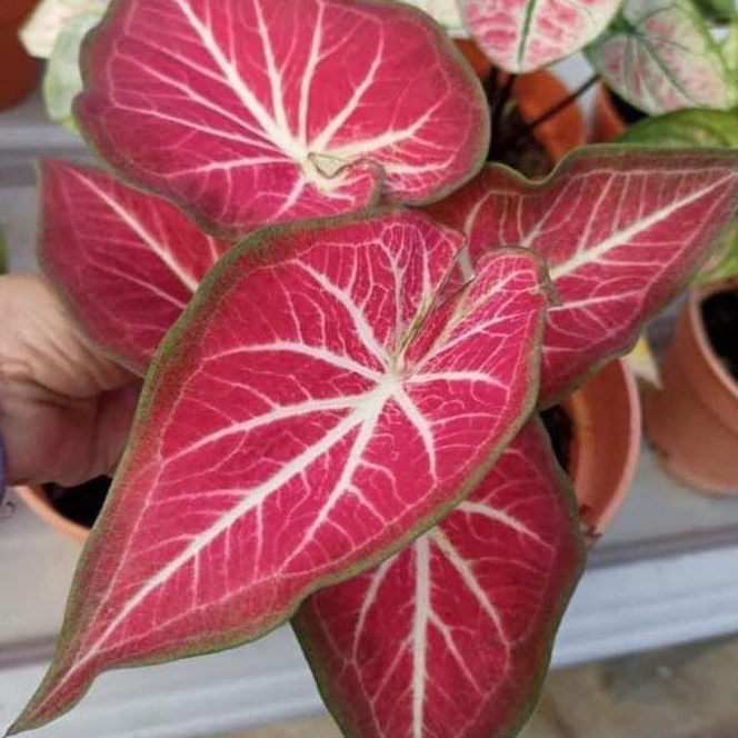 Jual TANAMAN KELADI/RED STARDUST/TANAMAN STARDUST/ROT/TANAMAN HIAS ...