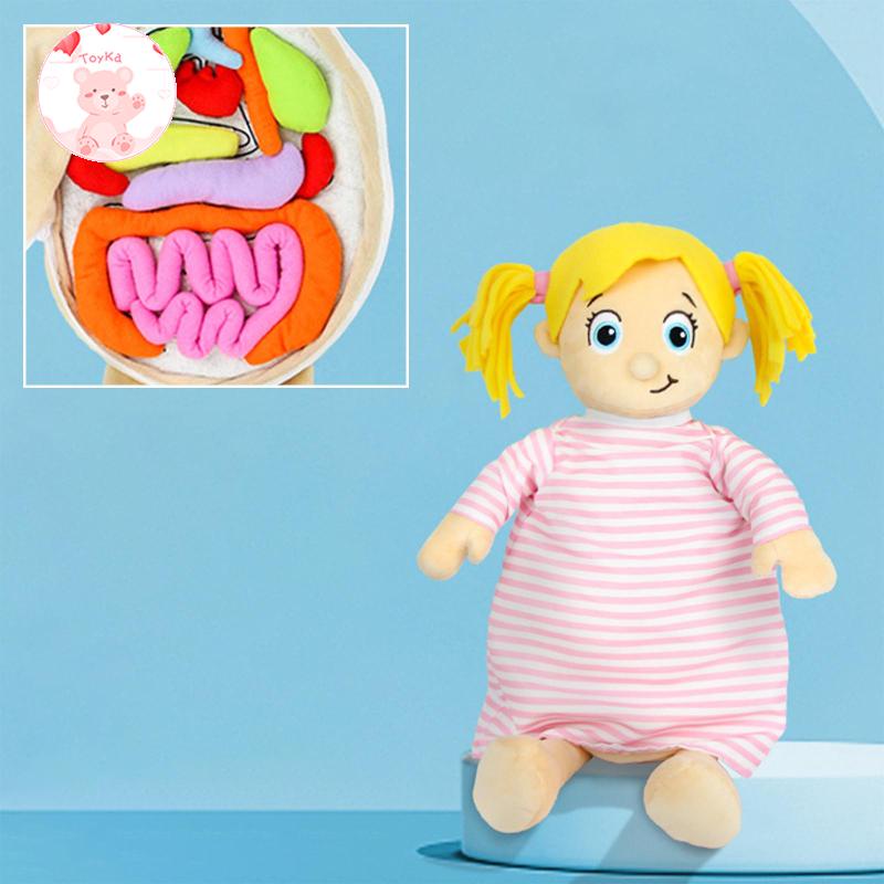 Jual Human Organ Plush Toy, Anatomy Human Body Organ Awareness Early