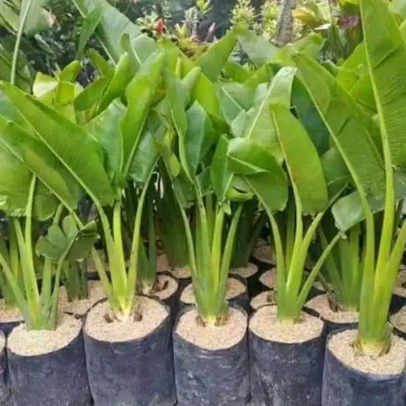 Jual Tanaman Hias Pisang Pisangan Tanaman Indoor Shopee Indonesia