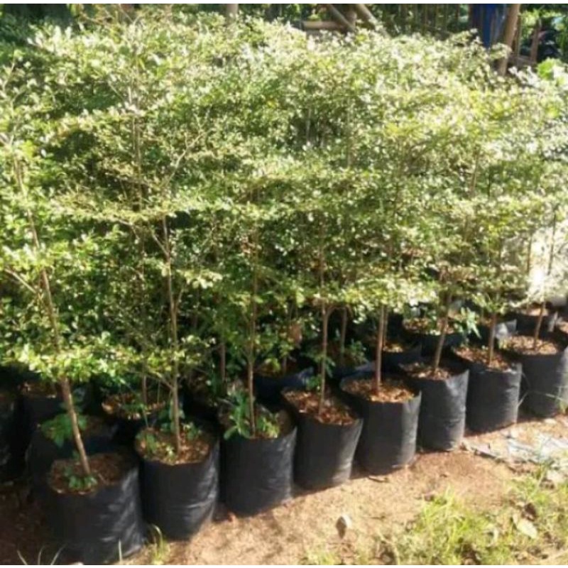 Jual Tanaman Hias Hidup Ketapang kencana ( Terminalia mantaly ) rindang ...
