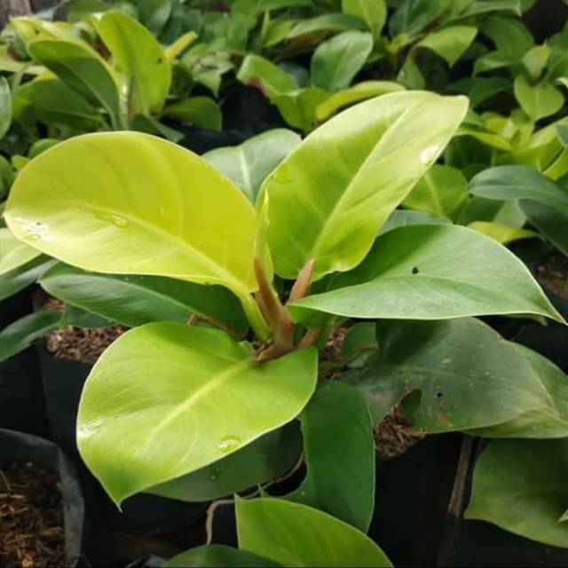 Jual Tanaman Hias Philo Lemon / Philodendron Lemon / Tanaman Hias ...