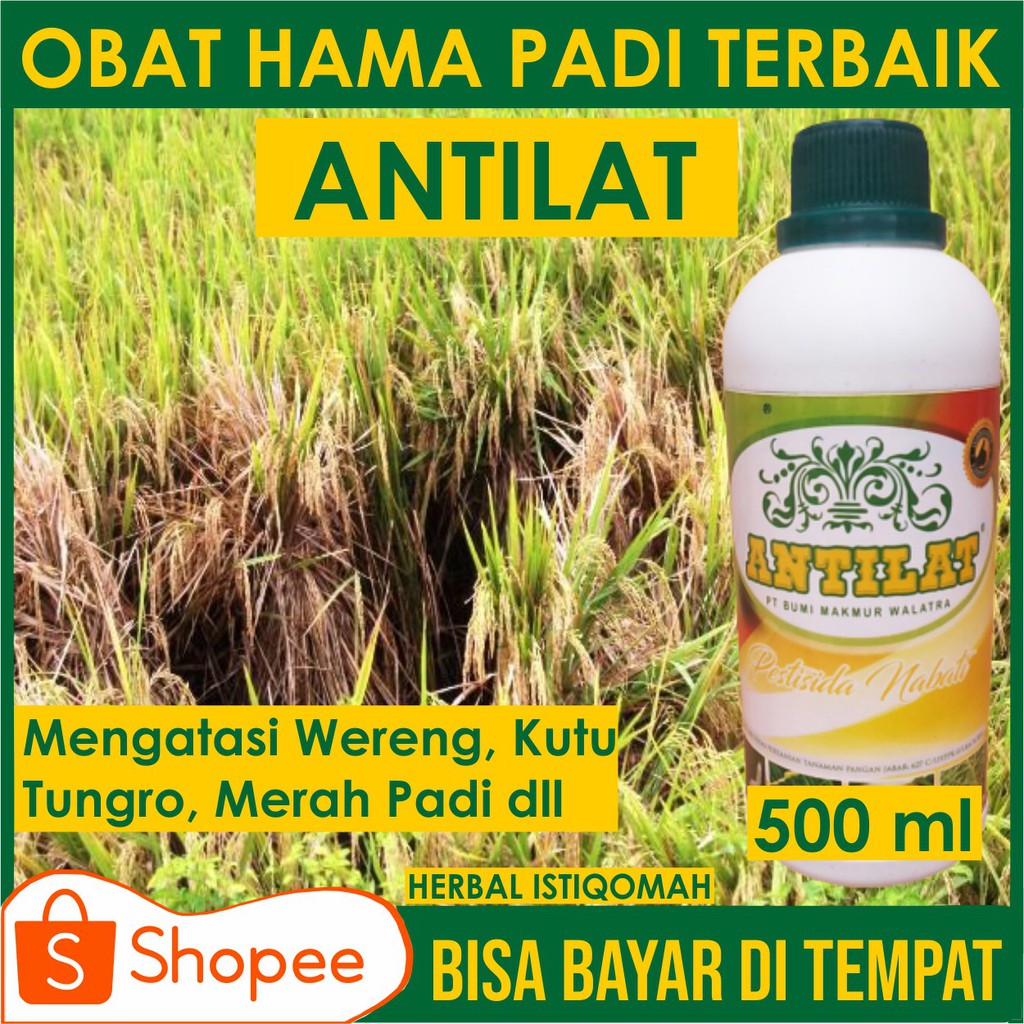 Jual Promo Antilat Pestisida Semprot Organik Obat Hama Padi Mengatasi Hama Wereng Coklat Pada 0413