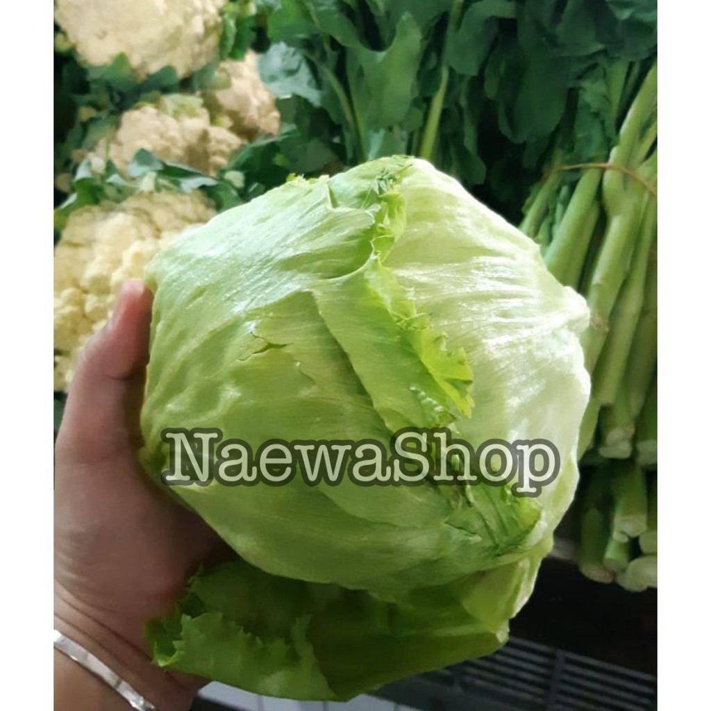 Jual Letuce Ice Berg / HEAD LETTUCE / SELADA KEBAB 500gram kualitas ...