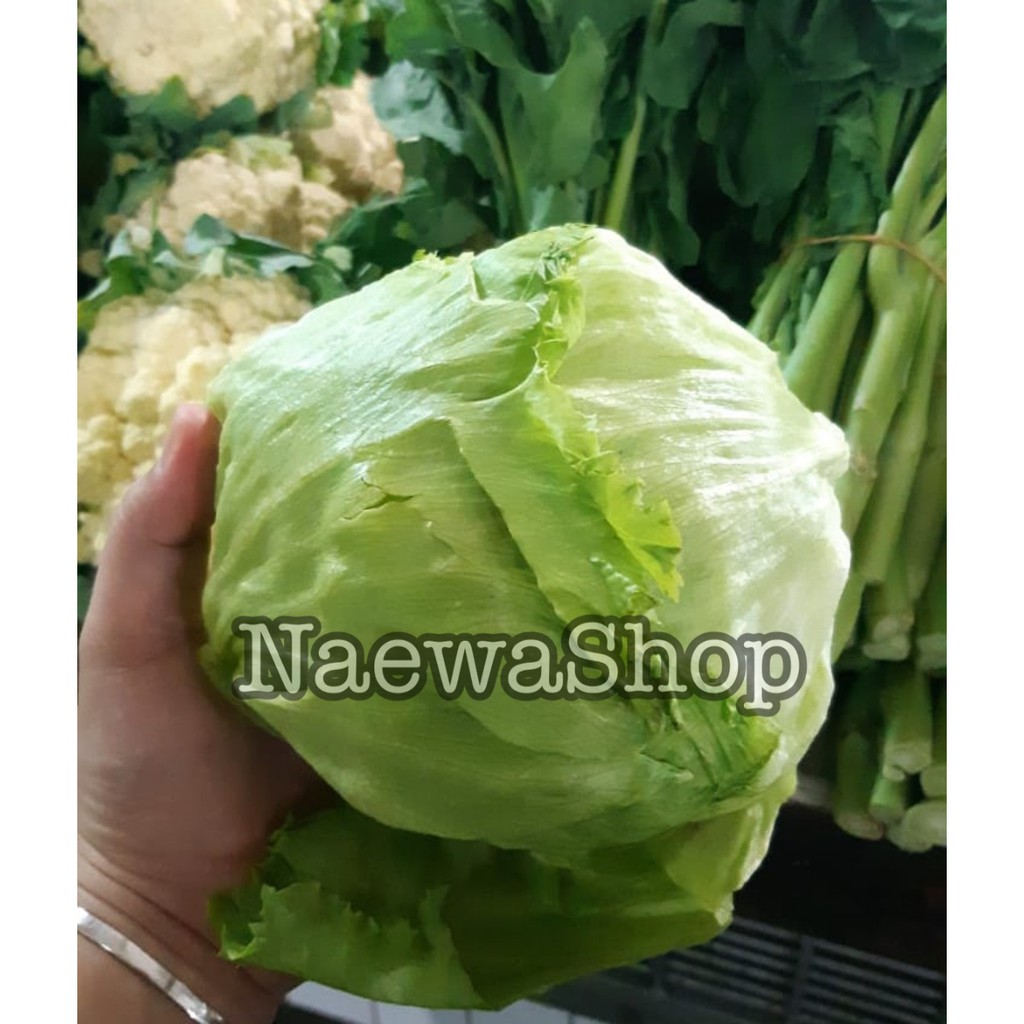 Jual Letuce Ice Berg Head Lettuce Selada Kebab 500gram Kualitas Super Shopee Indonesia