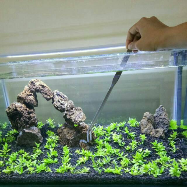 Jual PINSET AQUARIUM IKAN AQUASCAPE BENGKOK Hopar Kenis Kandila Curved ...