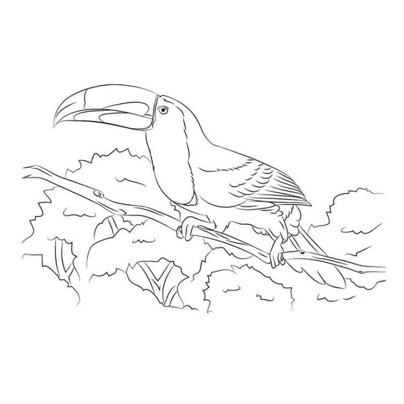 Jual Kertas Gambar Sketsa Hewan Burung Untuk Mewarnai Anak TK | Shopee