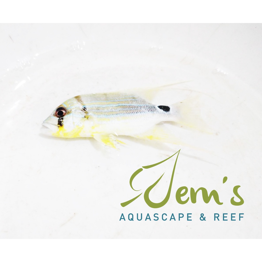 Jual Ikan Air Laut Sailfin Snapper (Blueline Sea Bream / Threadfin Fish