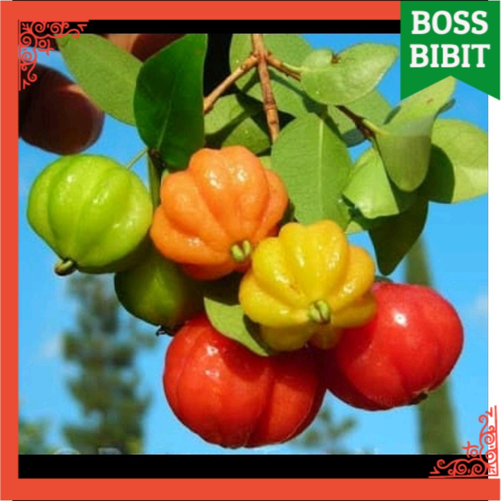 Jual BIBIT buah DEWANDARU DEWAN DARU buah obat herbal SUPER unggul ...