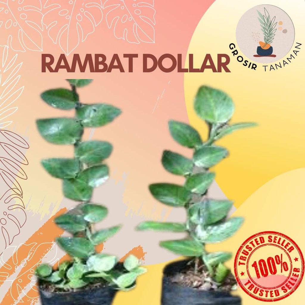 Jual Tanaman Hias Rambat Dollar Kecil Creeping Ficus ( Creeping Fig ...