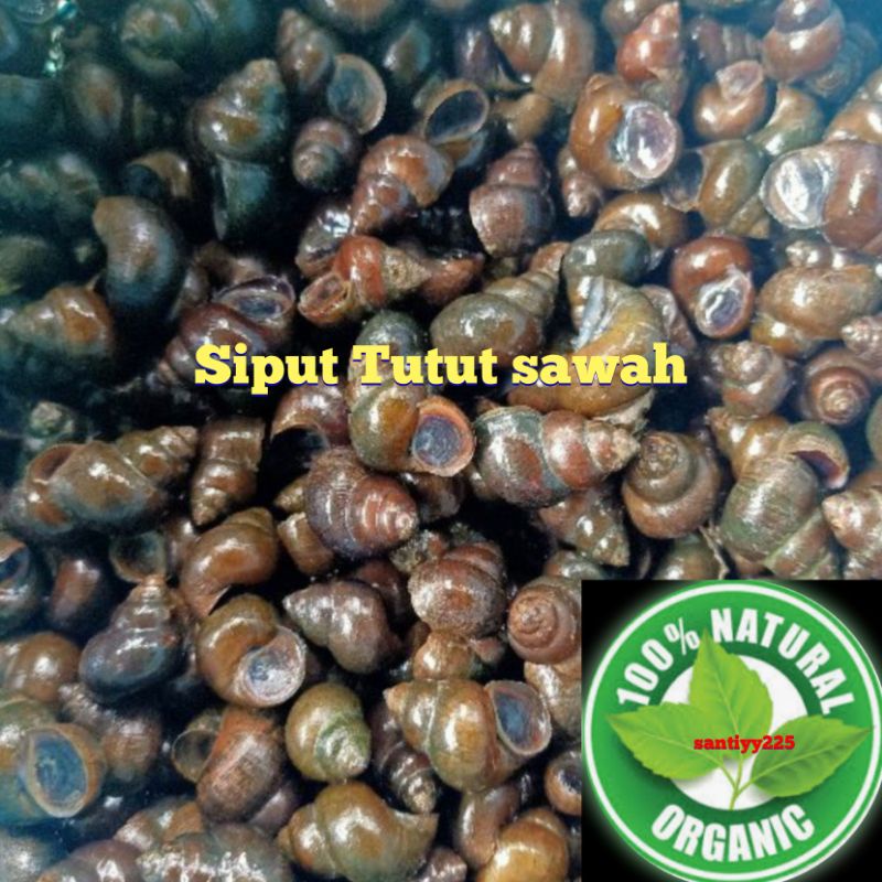 Jual Tutut sawah 1 kg | Shopee Indonesia