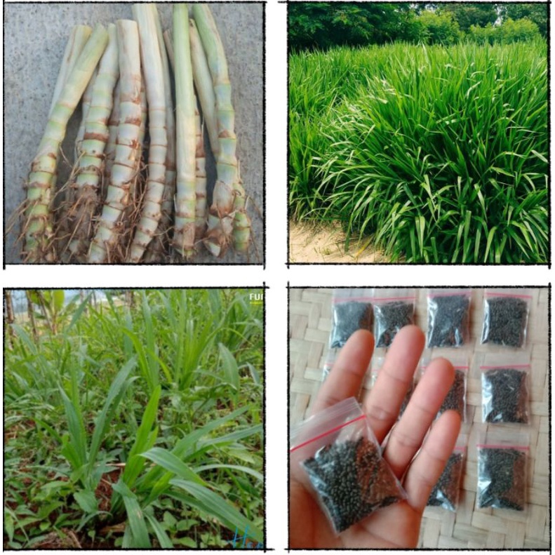 Jual 1kg benih rumput pakan ternak | Shopee Indonesia
