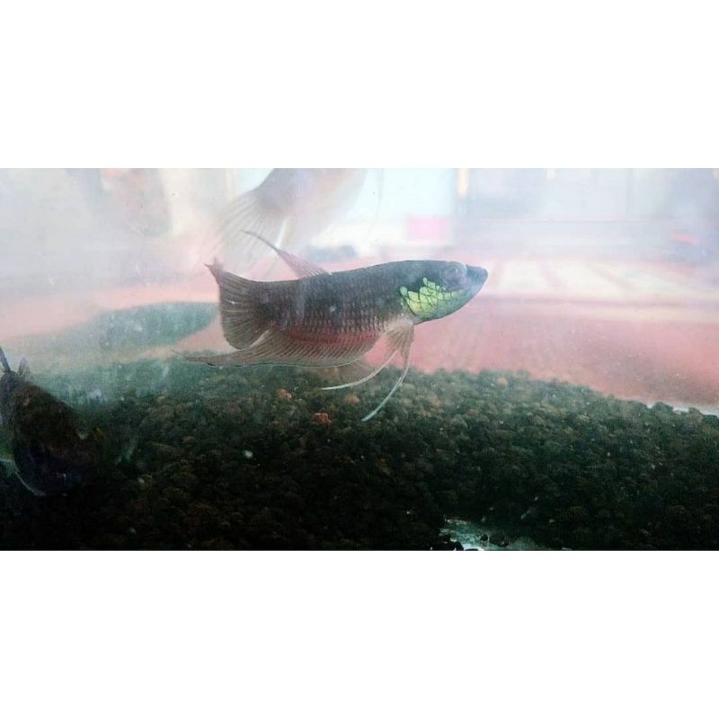 Jual Wild Betta Raja /Cupang Alam spesies Besar ( Jenis Pugnax ...