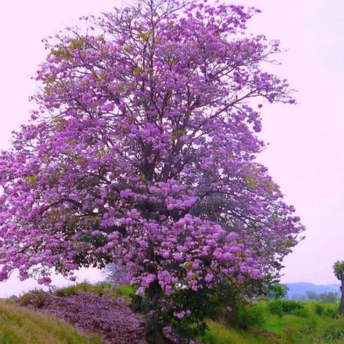 Promo Bibit Tanaman Bunga Sakura Tabebuya Ungu Unggulan