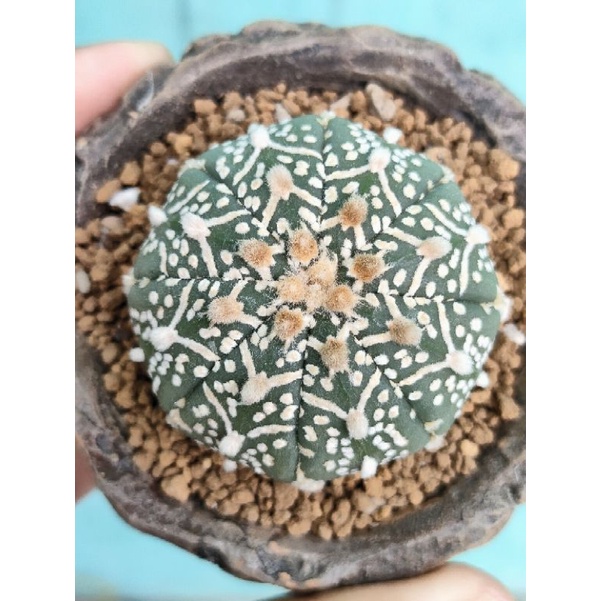 3 Piante Grasse Cactus Astrophytum Asterias Var. Super, Dimensioni 4-5 Cm, Bellissime Piante Succulente
