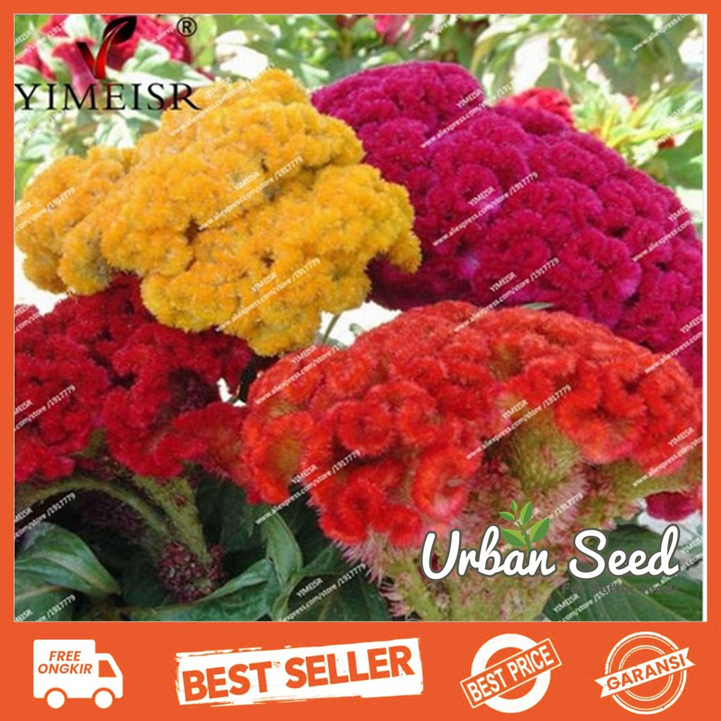 Jual Biji Bunga Cockscomb Celosia Cristata Mixed | Shopee Indonesia