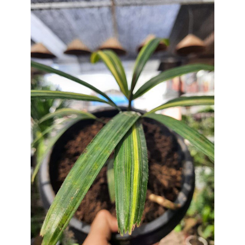 Jual Palem Waregu Variegata Ukuran Kecil | Shopee Indonesia