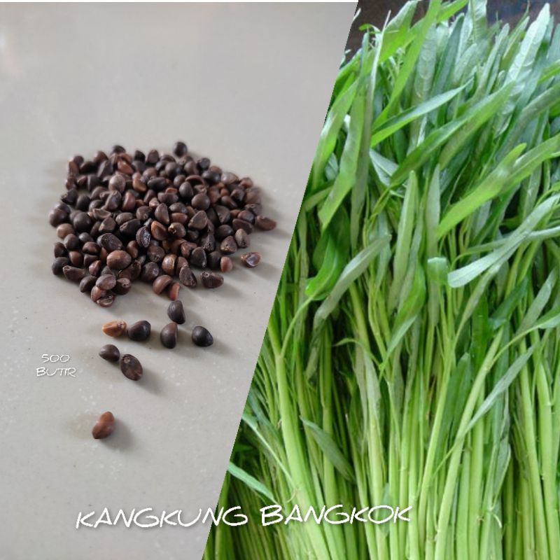 500 BUTIR BIJI/BENIH SAYURAN KANGKUNG