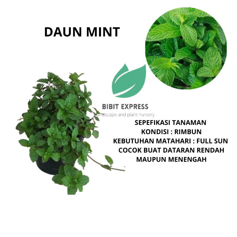 Jual Tanaman Daun Mint Bibit Daun Mint Tanaman Herbal Mint Shopee